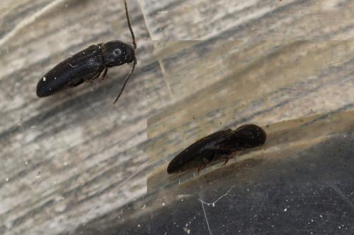 Réf. 283 409 : Microrhagus lepidus
